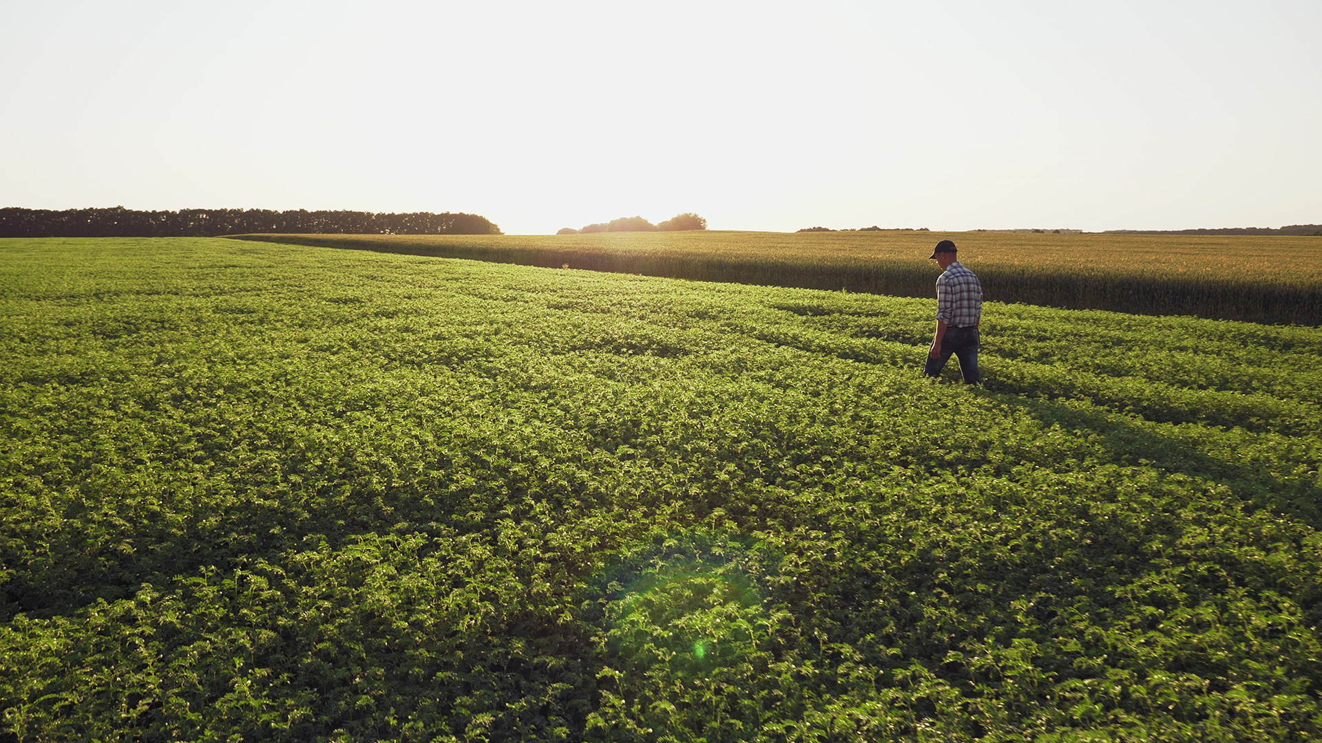 shutterstock_1429817768